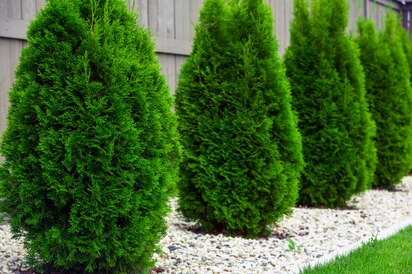 Arborvitae Planting in Yonkers