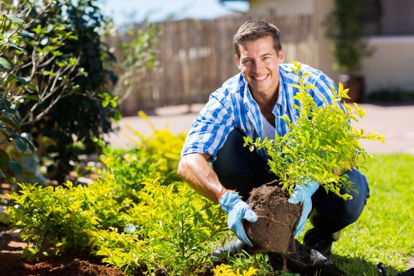 Bush Planting Service in Yonkers