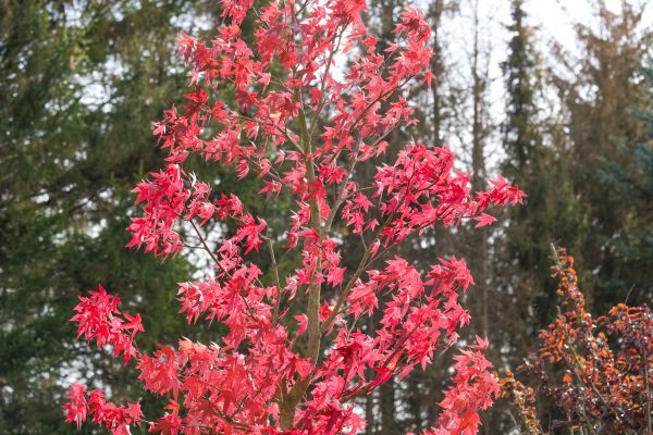 Japanese Maple Planting in Yonkers