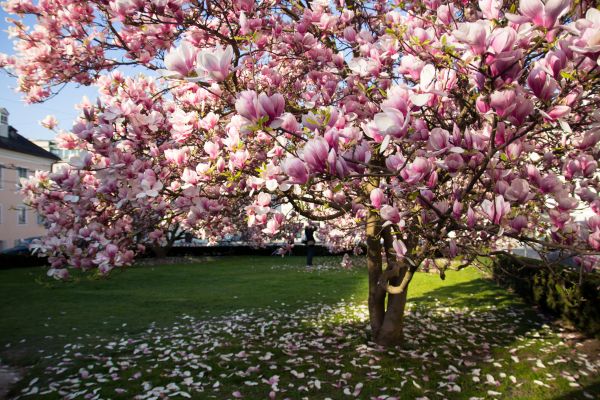 Magnolia Tree Planting in Yonkers