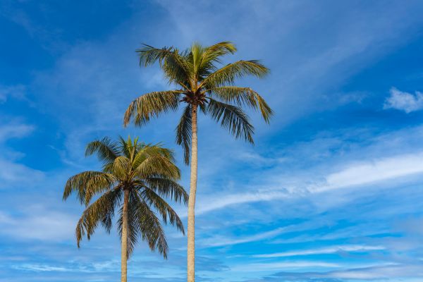 Palm Tree Planting in Yonkers