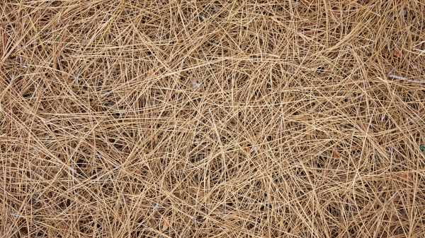 Pine Needles Delivery in Yonkers