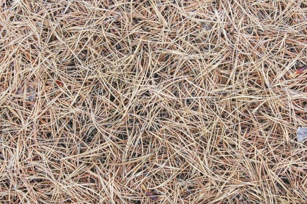 Pine Straw Installation in Yonkers