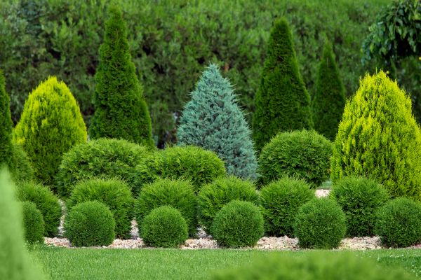 Shrub Replacement in Yonkers