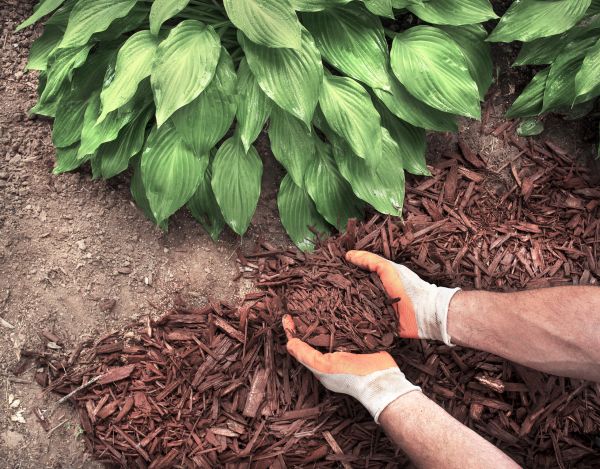Shredded Mulch Service in Yonkers