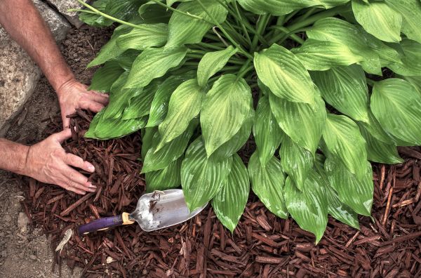 Mulch Distribution