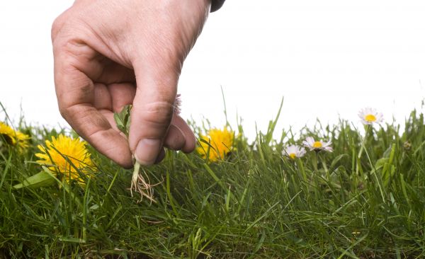 Lawn Weeding in Yonkers