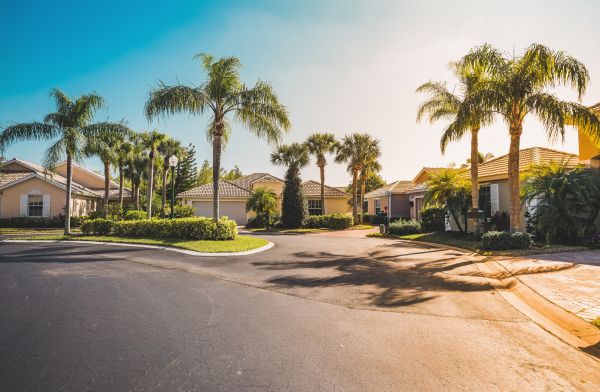 Palm Tree Landscaping in Yonkers