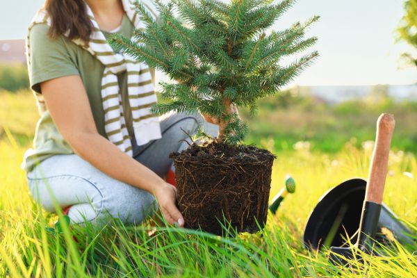 Spruce Tree Planting in Yonkers