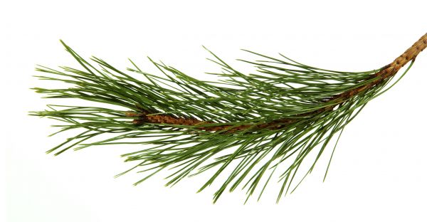 Pine Needles Installation in Yonkers