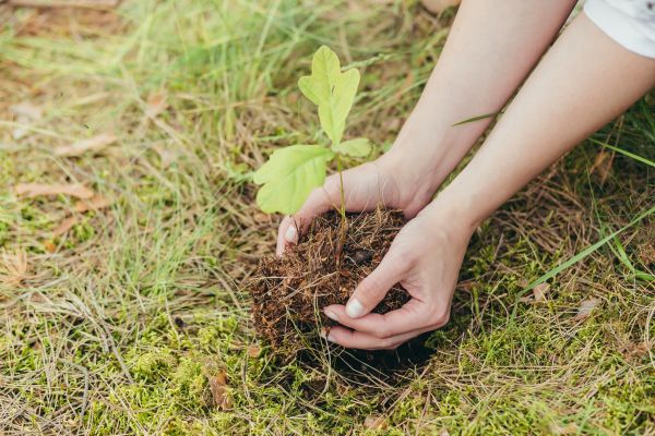 Oak Tree Planting in Yonkers