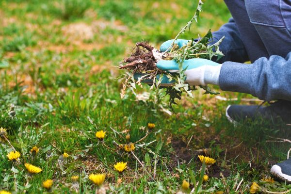Flower Bed Clearing in Yonkers