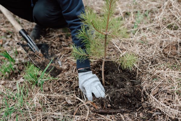 Pine Tree Planting in Yonkers