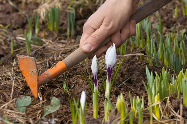 Flower Garden Weeding in Yonkers