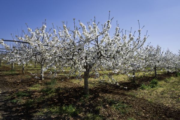 Orchard Planting in Yonkers