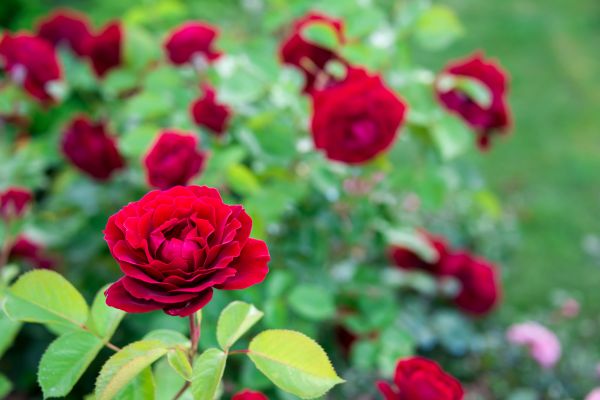 Rose Planting in Yonkers