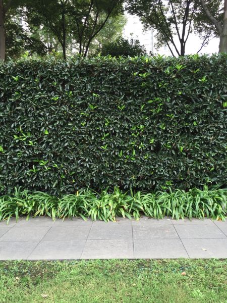 Privacy Shrub Planting in Yonkers