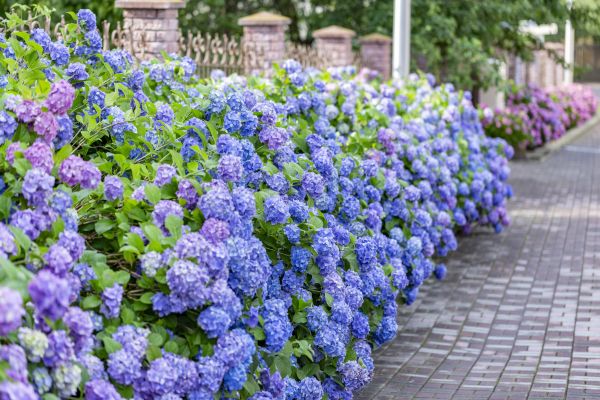 Hydrangea Landscaping in Yonkers