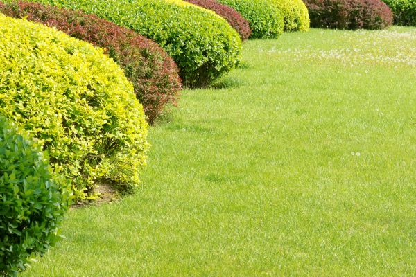 Shrubbery Planting in Yonkers