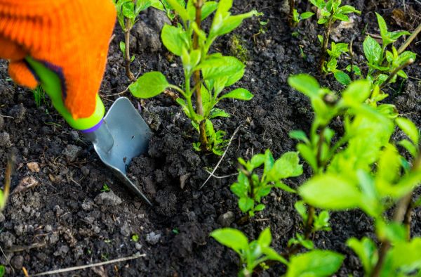 Hydrangea Planting in Yonkers