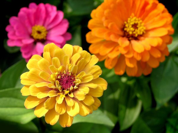 Zinnia Planting in Yonkers