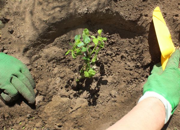 Rose Bush Planting in Yonkers