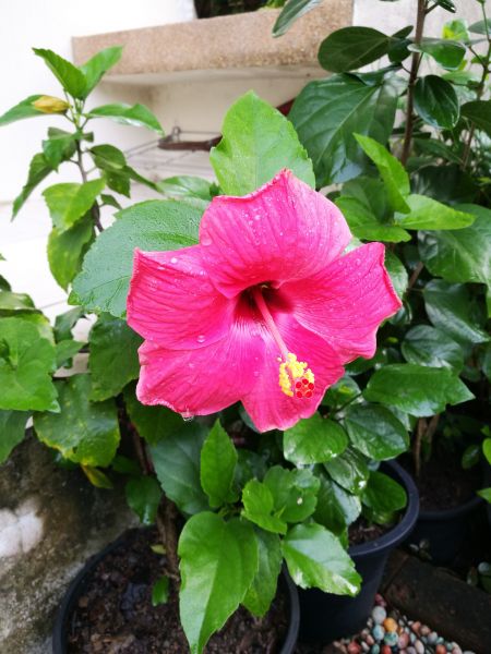 Hibiscus Planting in Yonkers