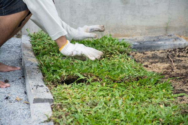Ground Cover Planting in Yonkers