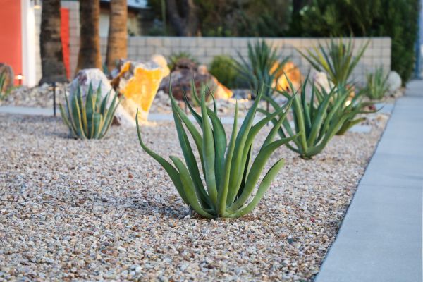 Drought Resistant Landscaping in Yonkers