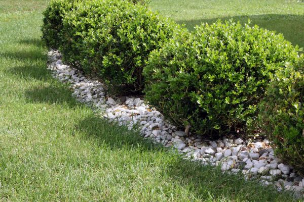 Boxwood Planting in Yonkers