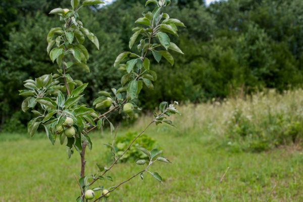 Apple Tree Planting in Yonkers