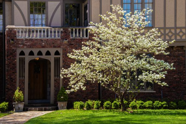Dogwood Tree Planting in Yonkers